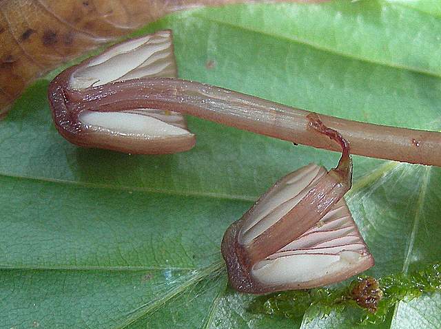 I  Funghi  della  faggeta  calcarea